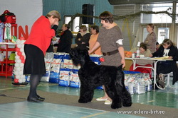 MonoBreed Dog Show rank CAC